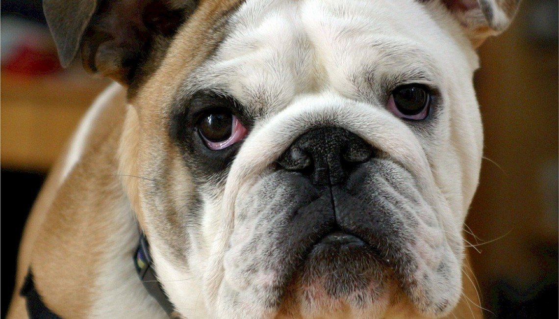Vignette-Maladies-Infectieuses-Chien.jpg