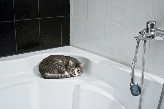 cat-1052060_640.jpg