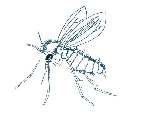 Phlébotome (Copyright Vetaction Conseil)