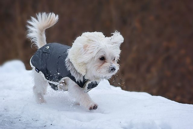 Un manteau est souvent conseillé en cas de grand froid