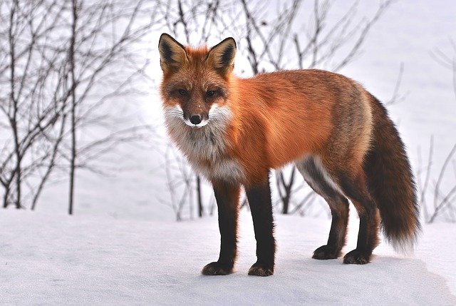Renard par Alain Audet de Pixabay