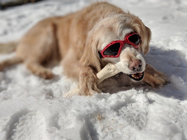 Le chien en hiver