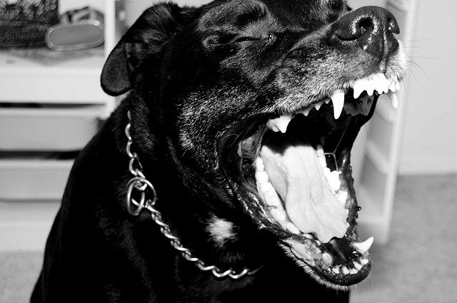 pitbull-3451932_640.jpg