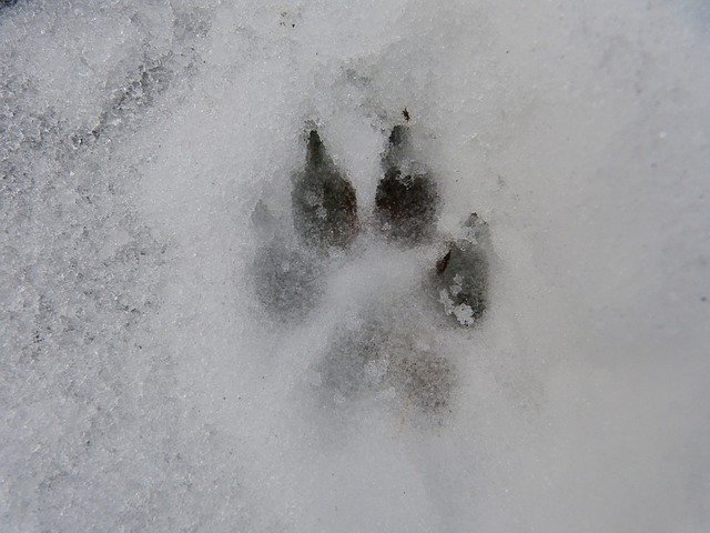 Coussinets dans la neige