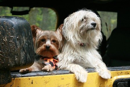 Voyage en voiture