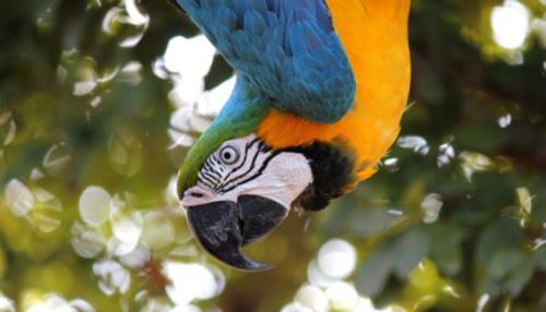 Conseils_NAC_Oiseaux_10.jpg