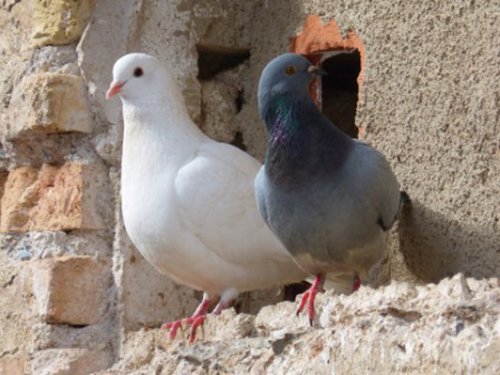 Pigeons