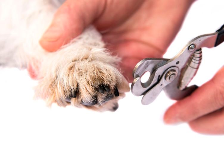 Conseils santé chiens -griffes et coussinets