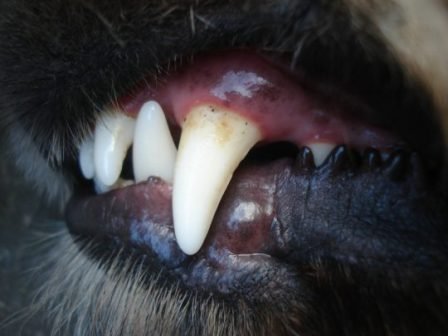 CONSEILS CHIENS - dents