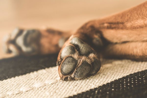 Conseils santé chiens -griffes et coussinets