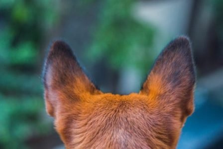 CONSEILS CHIENS oreilles