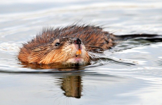 Les Leptospires sont présentes dans l'eau stagnante, en particulier lorsque des rongeurs sont présents.