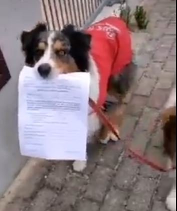 Chien attestation